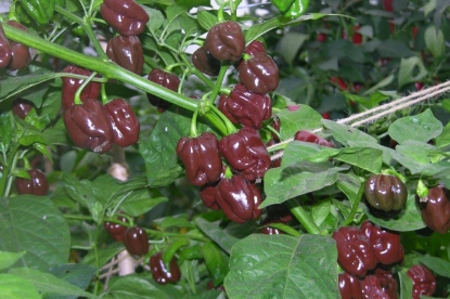 Picture of Chocolate Habanero Chilli Peppers